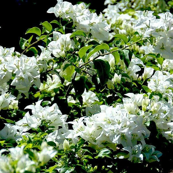 Snow White Bougainvillea — photo 2