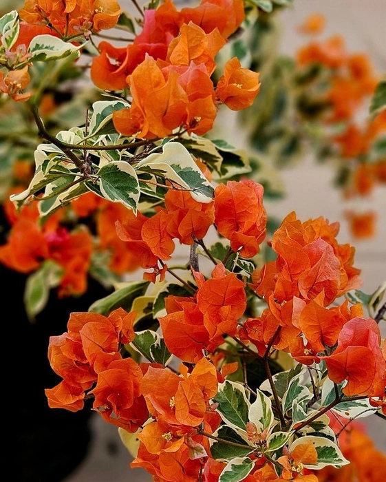 Thai Sunset Orange Bougainvillea Flower Plant