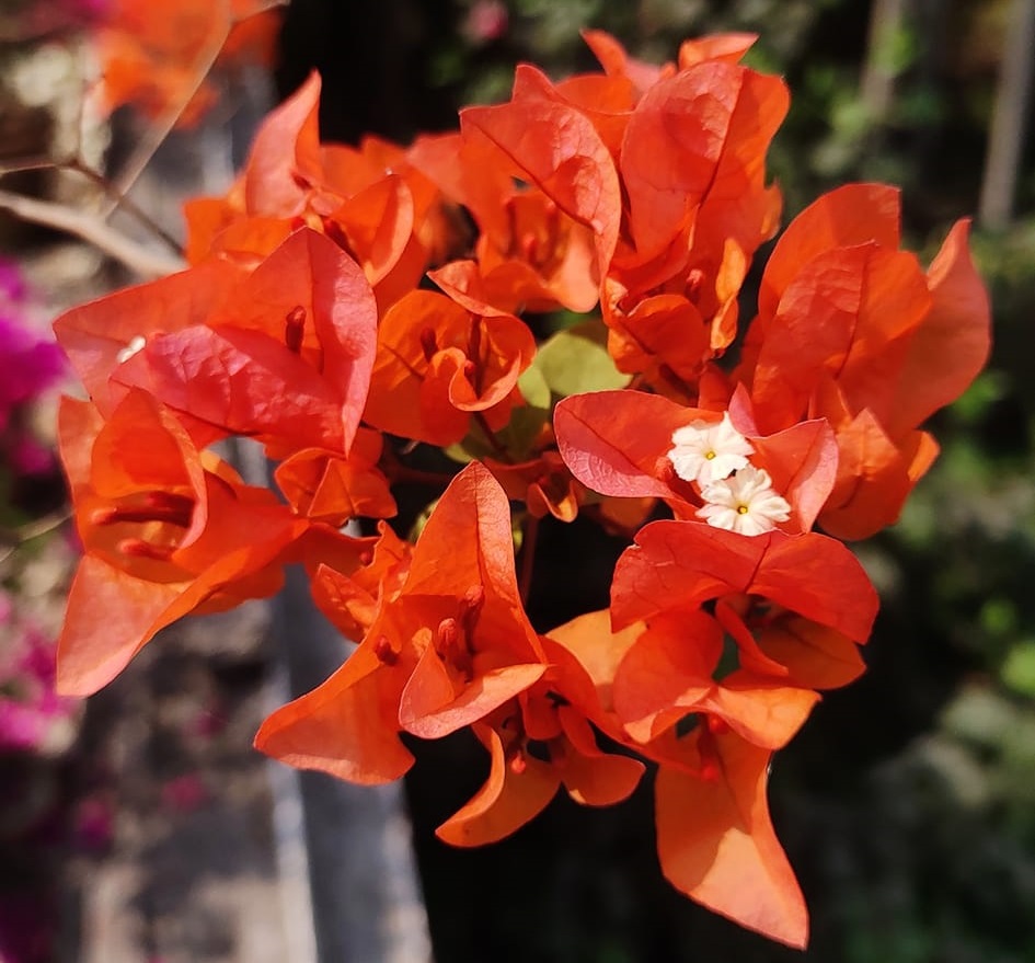 Thai Sunset Orange Bougainvillea Flower Plant — photo 2