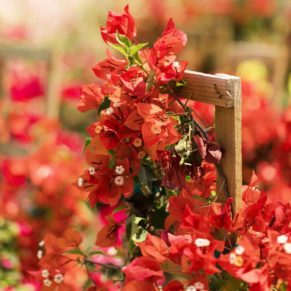 Spotted Red Bougainvillea