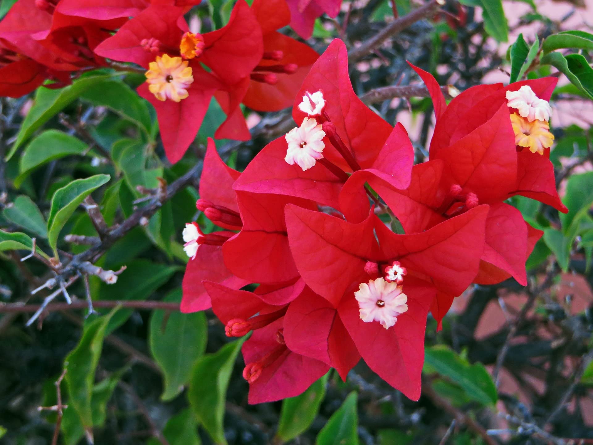 Spotted Red Bougainvillea — photo 2