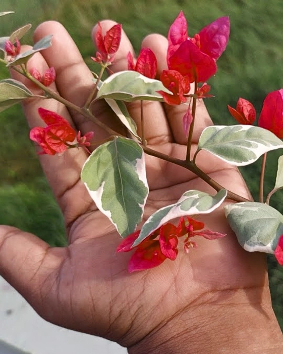 Partha Sarothi Veriket Bougainvillea