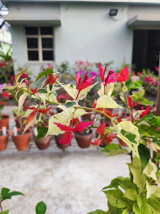 Partha Sarothi Veriket Bougainvillea — photo 2