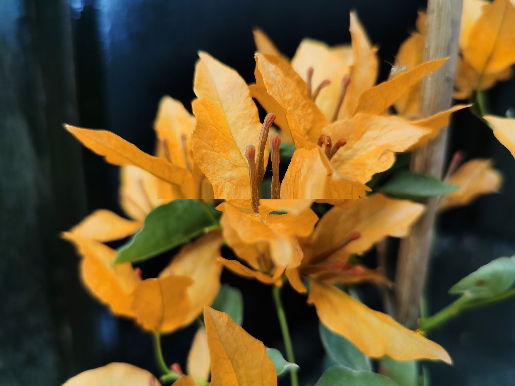 Yellow Butterfly Bougainvella