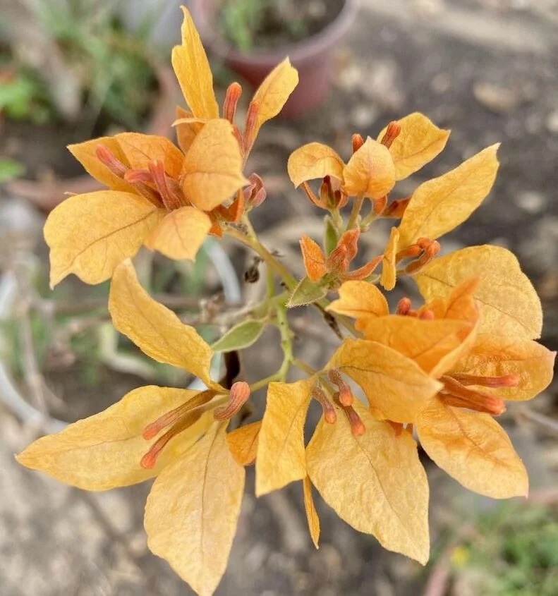 Yellow Butterfly Bougainvella — photo 2