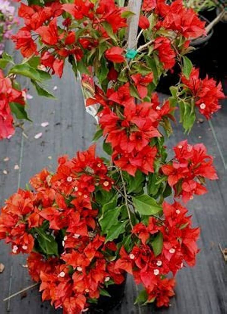 Honey Red Bougainvillea