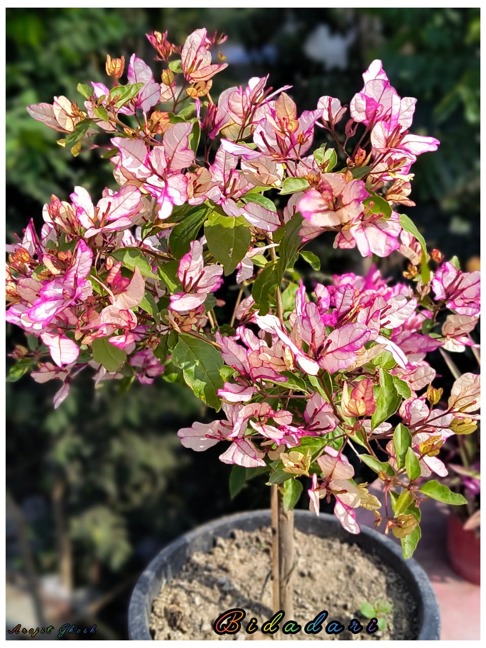 Biddadhary bougainvillea Flower Plant