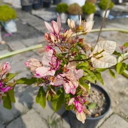 Biddadhary bougainvillea Flower Plant — photo 2