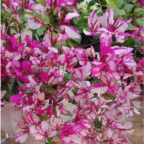Biddadhary bougainvillea Flower Plant — photo 3