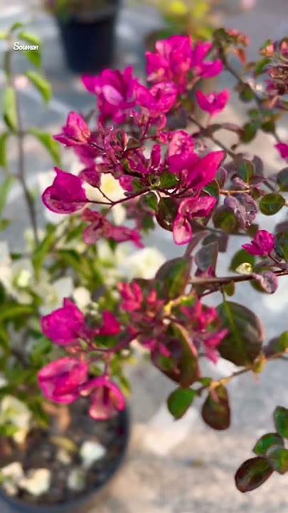 Black Maria Bougainvillea