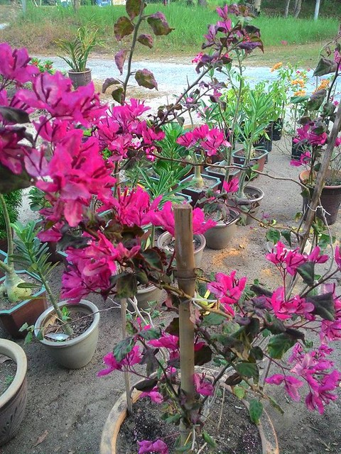 Black Maria Bougainvillea — photo 2