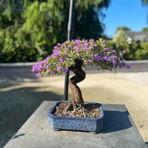 Blue Bell Bonsai Plant