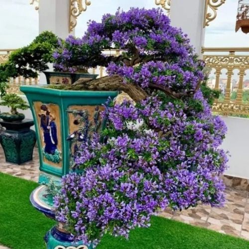 Blue Bell Bonsai Plant — photo 2