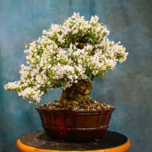 White-Blubell-Bonsai Plant