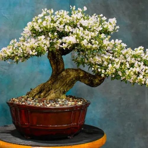 White-Blubell-Bonsai Plant — photo 2