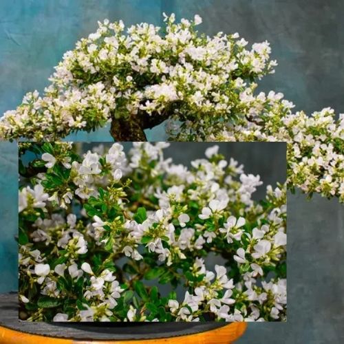 White-Blubell-Bonsai Plant — photo 3
