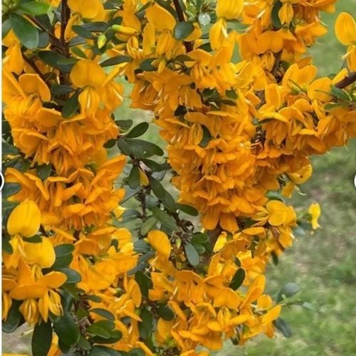 Yellow-Bluebell-Bonsai Plant — photo 2