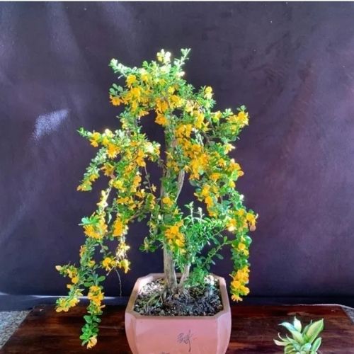 Yellow-Bluebell-Bonsai Plant — photo 3