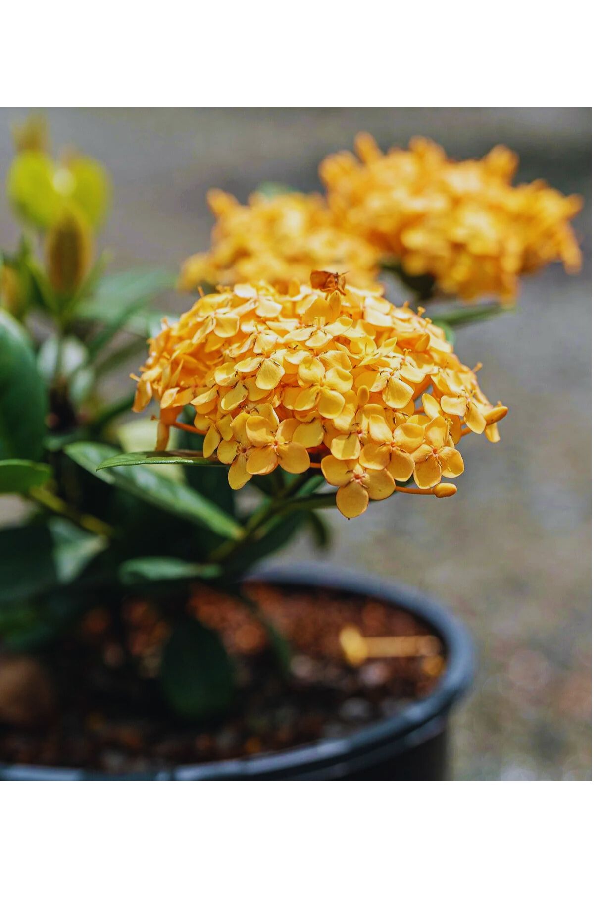 Chinese ixora Yellow- Flower Plant