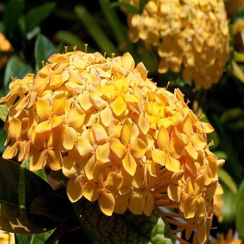 Chinese ixora Yellow- Flower Plant — photo 2