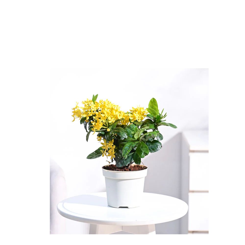 Chinese ixora Yellow- Flower Plant — photo 3