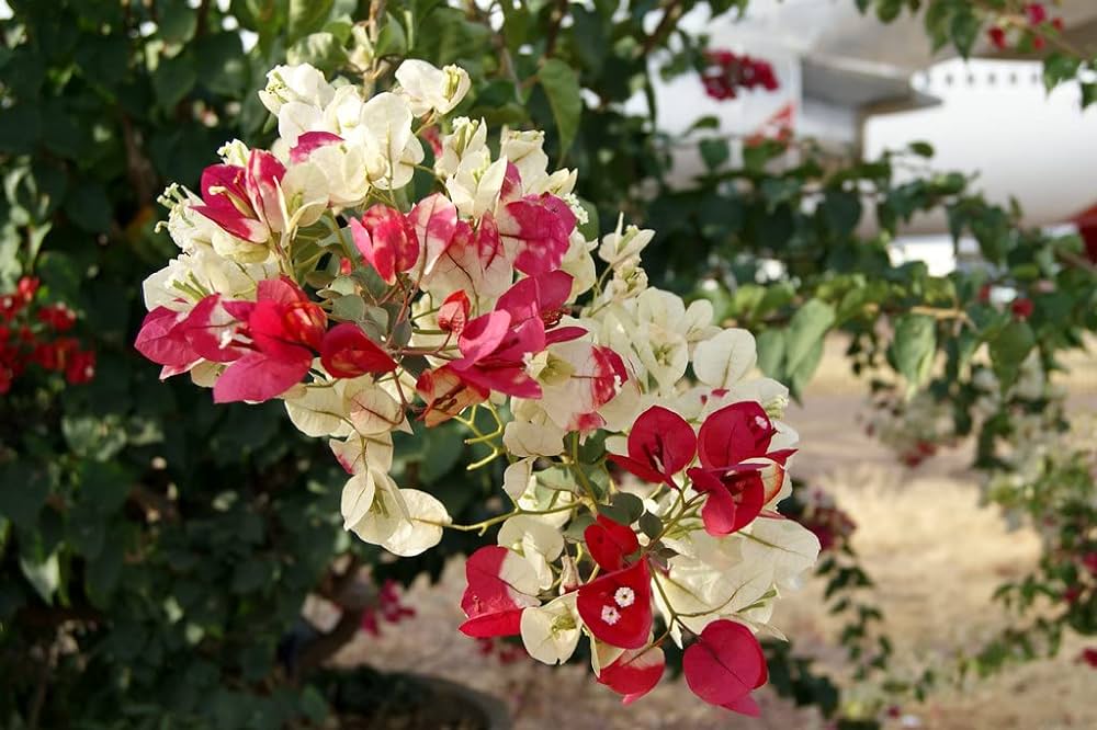 Thai Varity BOugainvallea Flower Plant