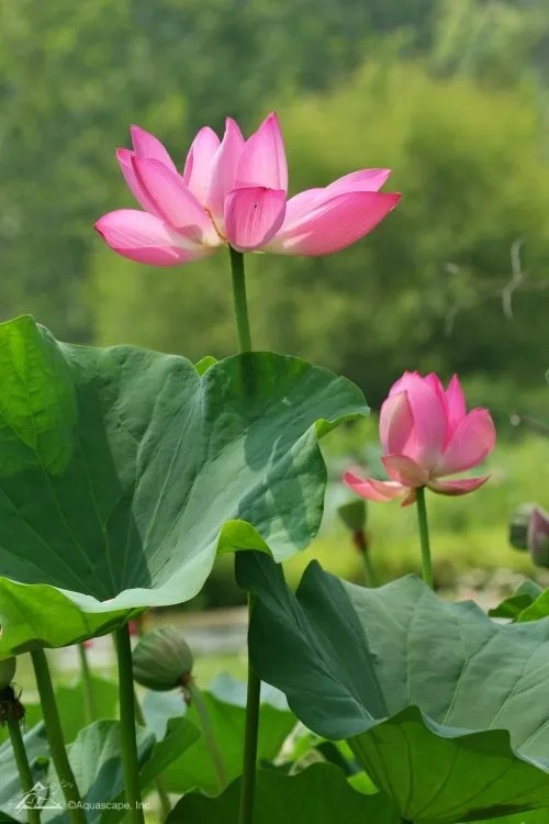 Lotus Plant