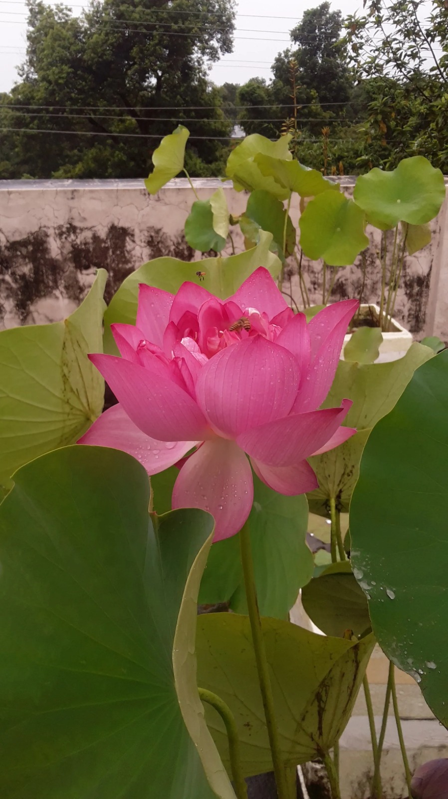 Lotus Plant — photo 2