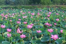 Lotus Plant — photo 3