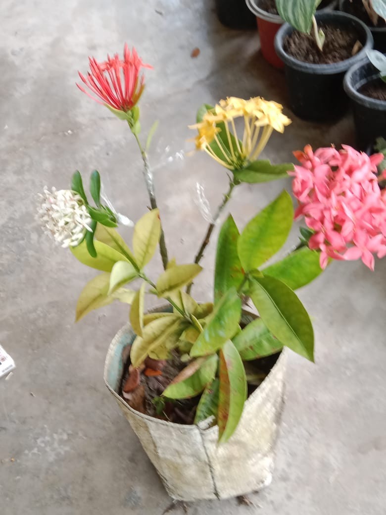 Multi Colour Grafted Ixora flowers Plant