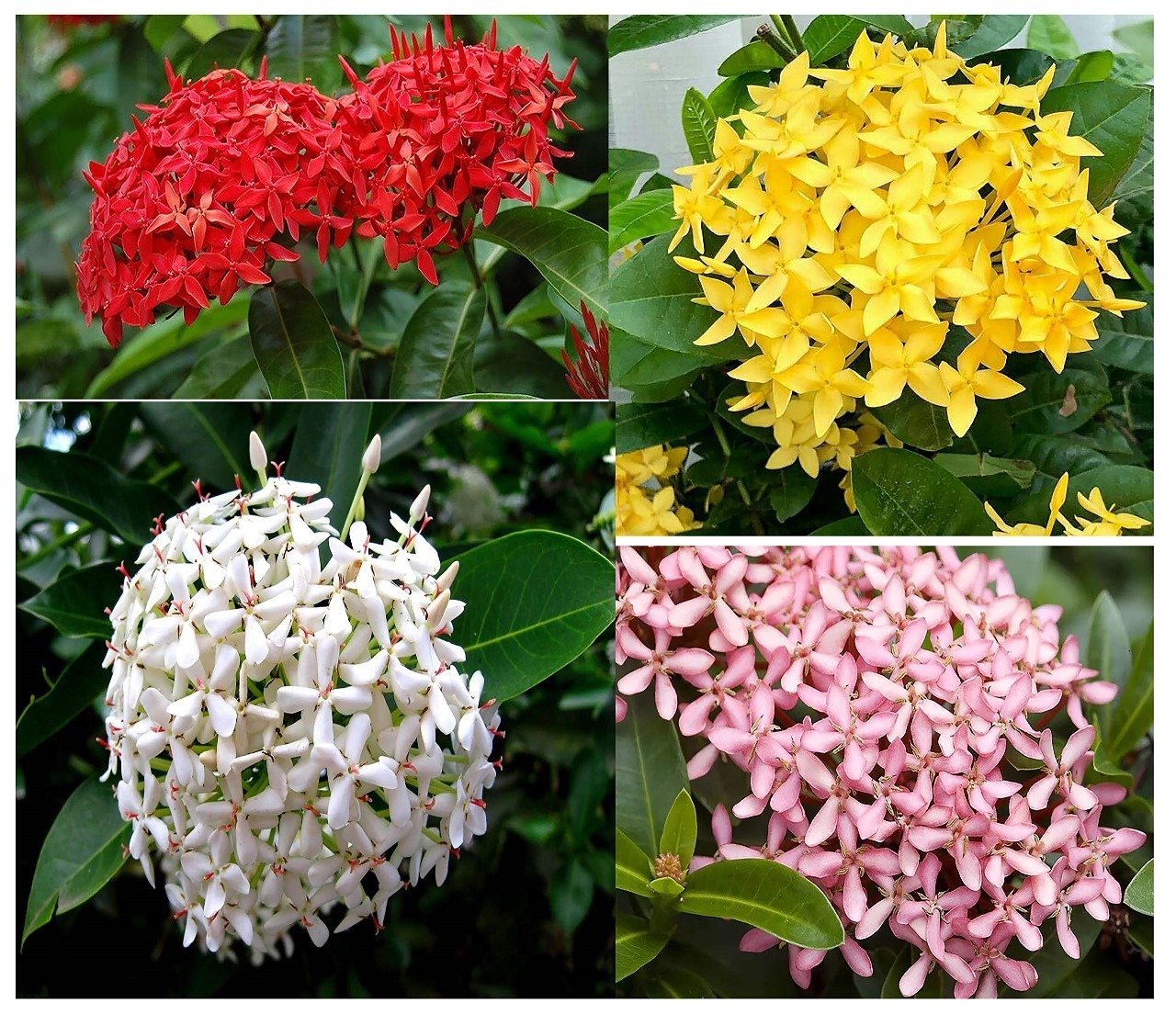 Multi Colour Grafted Ixora flowers Plant — photo 2