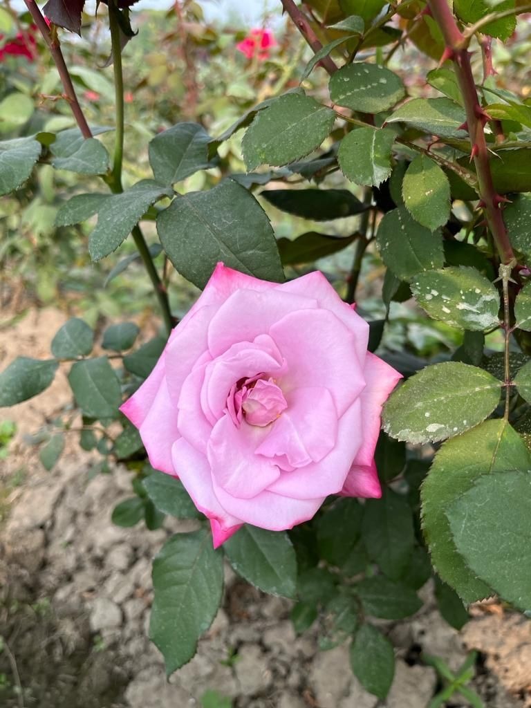 Pink English rose