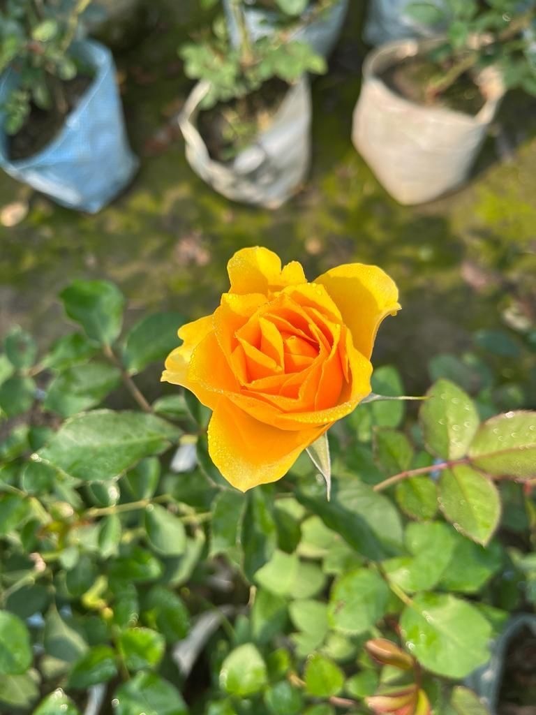 Yellow English rose