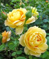 Yellow English rose — photo 2