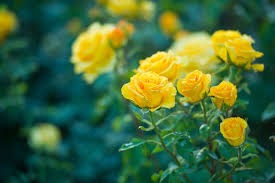 Yellow English rose — photo 3