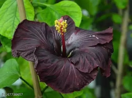 Black hibiscus