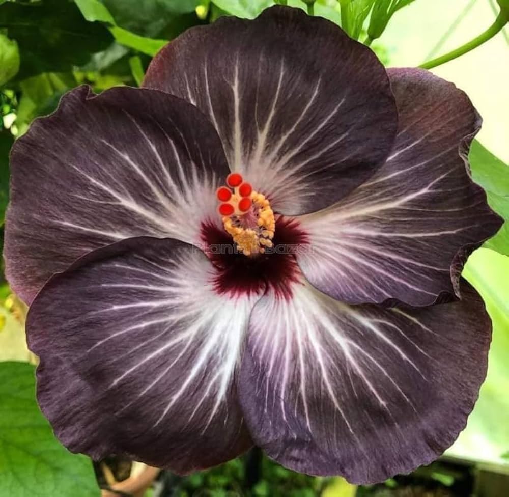 Australian Hibiscus-Grafting Flowers Plant