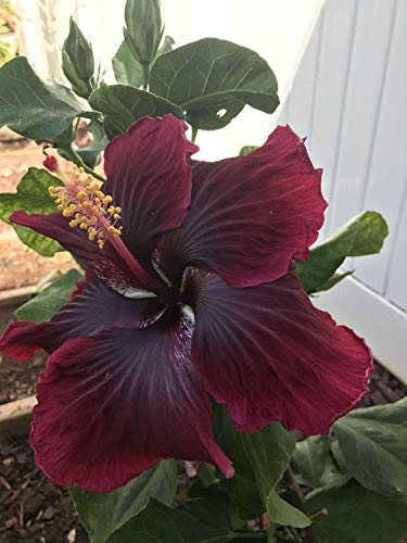 Australian Hibiscus-Grafting Flowers Plant — photo 2