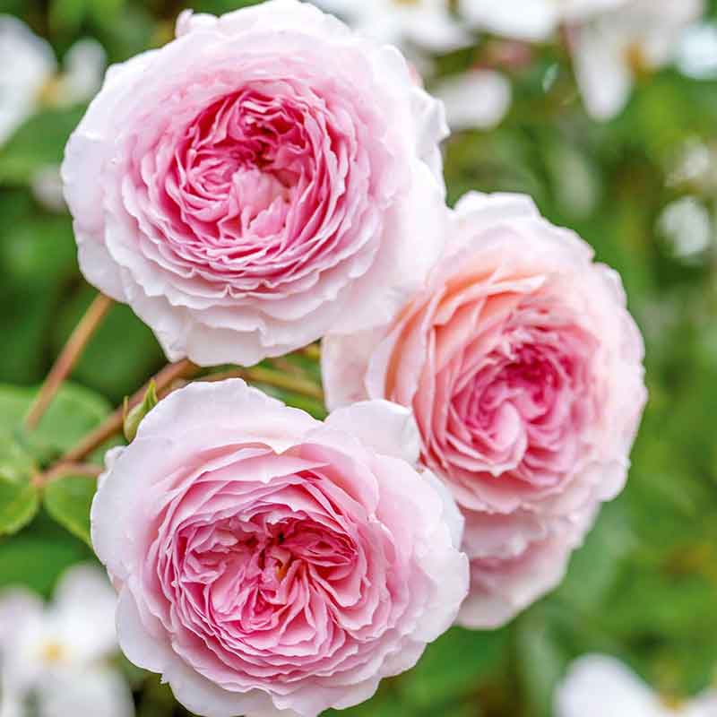 Climbing Rose Flower Plant