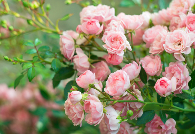 Climbing Rose Flower Plant — photo 2