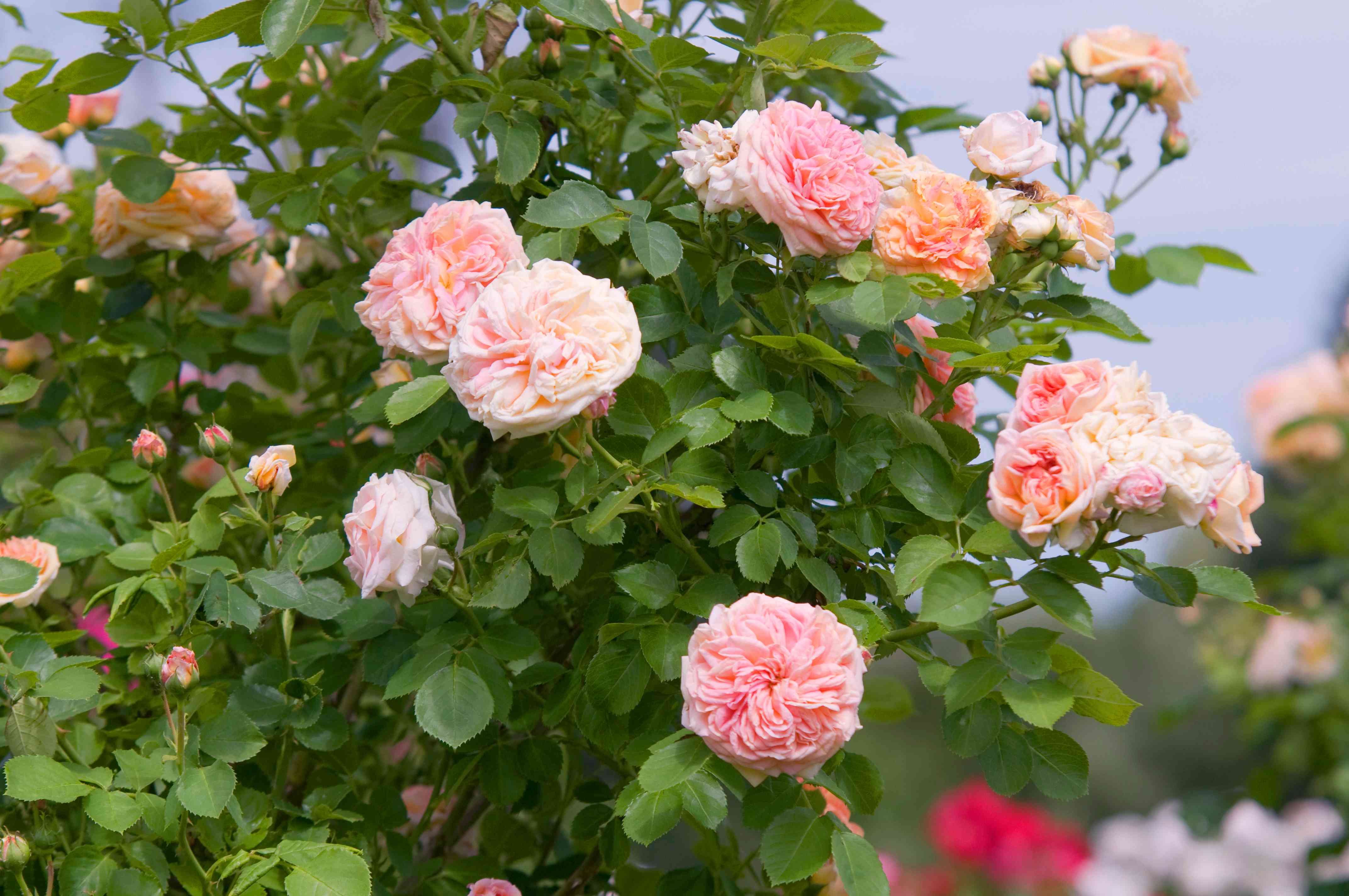 Climbing Rose Flower Plant — photo 3