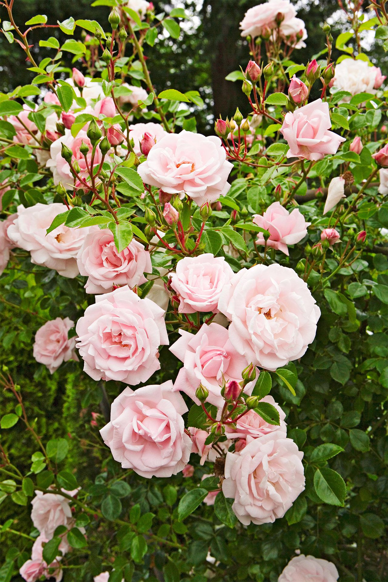 Climbing Rose Flower Plant — photo 4