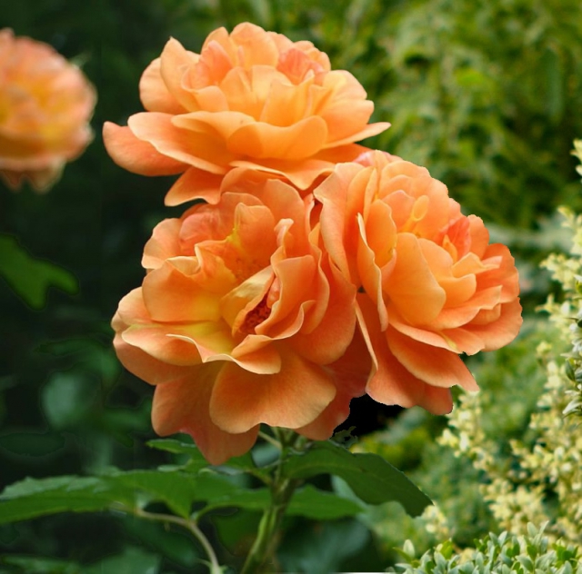 Climbing Rose Flower Plants (Orange)