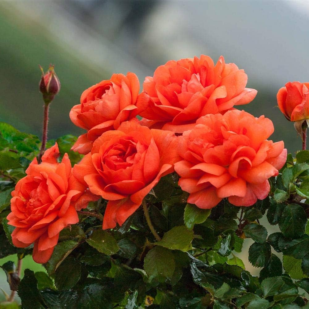 Climbing Rose Flower Plants (Orange) — photo 2