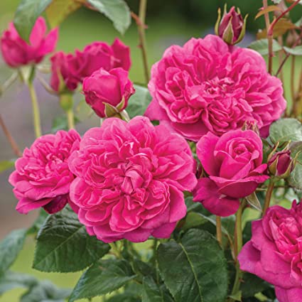 Climbing Rose Flower Plant1