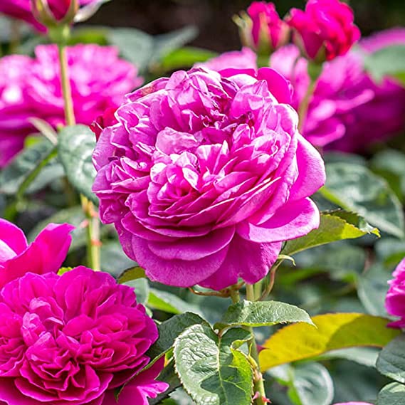 Climbing Rose Flower Plant1 — photo 2