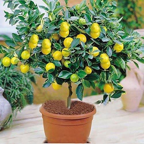 All Time Kagoji Lemon Plant