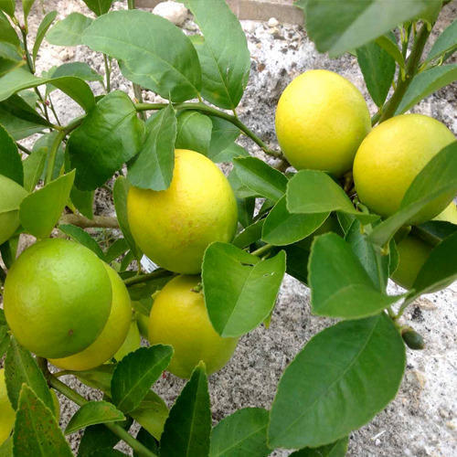 All Time Kagoji Lemon Plant — photo 2