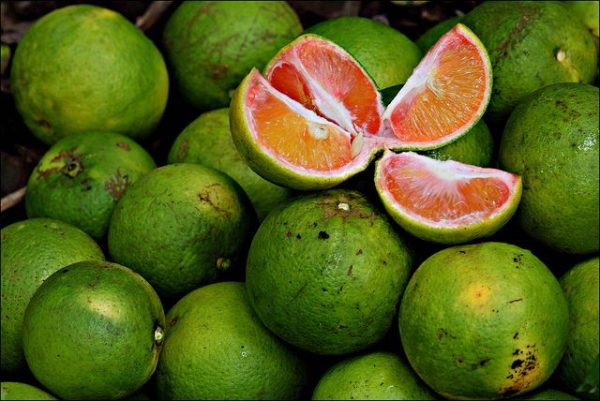 Near sweet Orange – Grafting Fruit Plant — photo 2