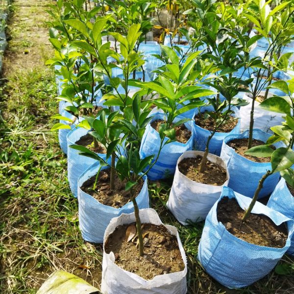 Near sweet Orange – Grafting Fruit Plant — photo 3